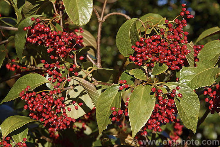 The fruit of Viburnum japonicum, a spring-flowering evergreen, glossy-leaved viburnum native to Japan. It grows to around 18m high and the flowerheads are followed by the ovoid red berries shown here. viburnum-2081htm'>Viburnum.. viburnum-2081htm'>Viburnum. <a href='adoxaceae-plant-family-photoshtml'>Adoxaceae</a>.