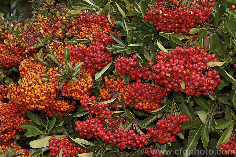 The red berries of Pyracantha 'Brilliant' (probably a Pyracantha coccinea x Pyracantha rogersiana hybrid</i>) and the orange fruit of Pyracantha 'Mohave' (<i>Pyracantha koidzumii x Pyracantha coccinea 'Wyatt'). The fruit of these two- heavy-cropping hybrids usually lasts well into winter, though as is shown here at the top left, birds will eventually become hungry enough to eat the berries<br />
<br />
<span style='color:red'>Note:</span> these are real garden plants, not a staged group. Some of the fruit shows bird damage but this is a natural part of the life cycle of these plants. They are not 'picture perfect' but they are as seen in real life
