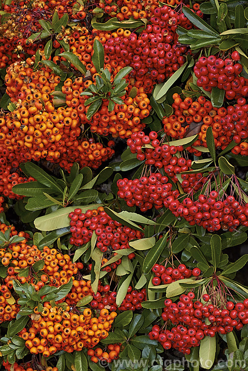 The red berries of Pyracantha 'Brilliant' (probably a Pyracantha coccinea x Pyracantha rogersiana hybrid</i>) and the orange fruit of Pyracantha 'Mohave' (<i>Pyracantha koidzumii x Pyracantha coccinea 'Wyatt'). The fruit of these two- heavy-cropping hybrids usually lasts well into winter, though as is shown here at the top left, birds will eventually become hungry enough to eat the berries<br />
<br />
<span style='color:red'>Note:</span> these are real garden plants, not a staged group. Some of the fruit shows bird damage but this is a natural part of the life cycle of these plants. They are not 'picture perfect' but they are as seen in real life