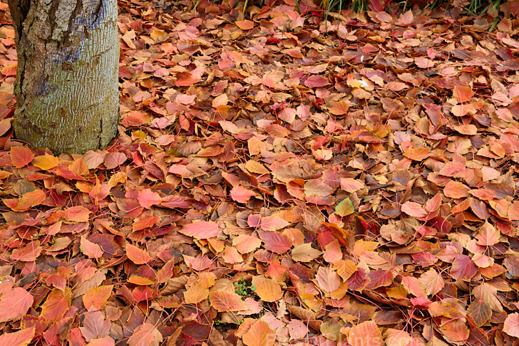 The fallen leaves of Red-stemmed Maple (<i>Acer caudatifolium</i>), a native of China and Taiwan with tough leathery leaves and red-tinted young branches. It is deciduous but often retains its foliage into early winter. This photo was taken after the winter solstice and the leaves had only just fallen. Order Sapindales, Family: Sapindaceae
