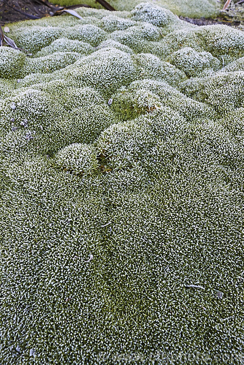 Winter frost on the foliage of Scleranthus biflorus, a spreading evergreen perennial that forms a dense cushion of minute leaves. In late spring it produces tiny paired cream flowers. This species occurs in New Zealand, Tasmania and southern South America<br />
<br />
<span style='color:red'>Note:</span> this image intentionally has very shallow depth of field. The focus is centred towards the foreground of the foliage mound . scleranthus-3296htm'>Scleranthus. Order: Caryophyllales, Family: Caryophyllaceae