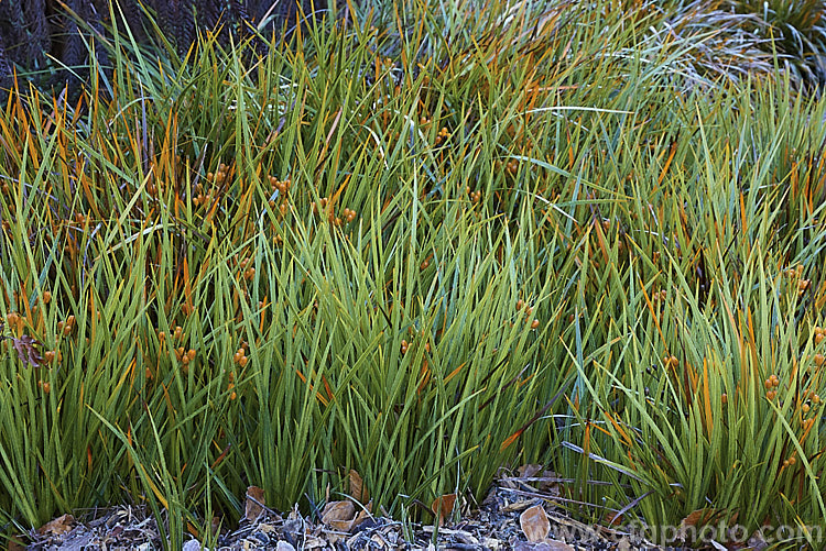 New Zealand Iris (<i>Libertia grandiflora</i>) in winter, with seedpods. This evergreen perennial with sprays of small white flowers on wiry stems is found over much of New Zealand Order: Asparagales, Family: Iridaceae