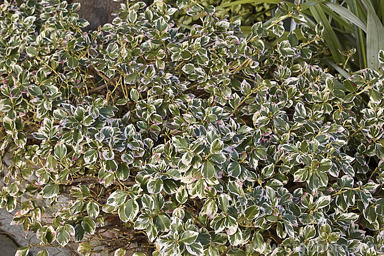 Euonymus fortunei 'Gracilis', a compact, hardy, evergreen shrub has cream-variegated foliage that develops strong pink tones in winter as shown here. It is a groundcover cultivar of a Chinese species that can also behave as a scrambling low climber. euonymus-2185htm'>Euonymus. <a href='celastraceae-plant-family-photoshtml'>Celastraceae</a>.