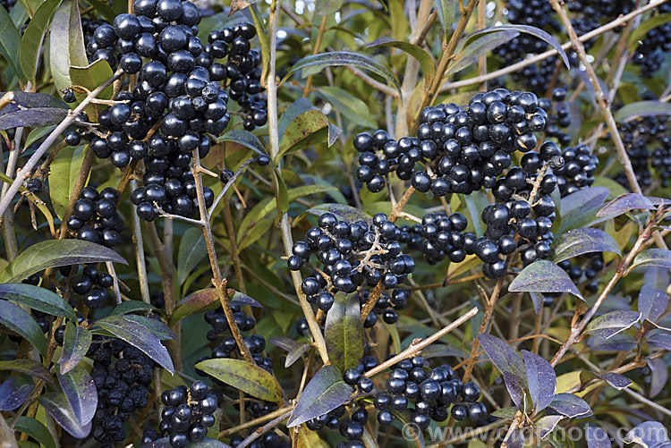 The fruit of California. Privet (<i>Ligustrum ovalifolium</i>), an evergreen shrub to 4m tall that despite its common name is native to Japan. The panicles of white flowers that appear in spring and early summer have a slightly unpleasant scent. The flowers are followed by glossy black berries that can be abundant and which often last well into winter. This species is often used for hedging. ligustrum-3093htm'>Ligustrum. <a href='oleaceae-plant-family-photoshtml'>Oleaceae</a>.