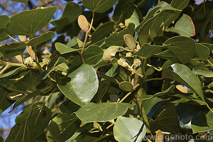 The winter foliage of Exbucklandia populnea (syn. Bucklandia populnea</i>) with a few early flowers. This evergreen tree is found from the Himalayas to Java. It can grow to 30m tall and is notable for its foliage and the sheathes enclosing the young leaves. exbucklandia-2974htm'>Exbucklandia. <a href='hamamelidaceae-plant-family-photoshtml'>Hamamelidaceae</a>.