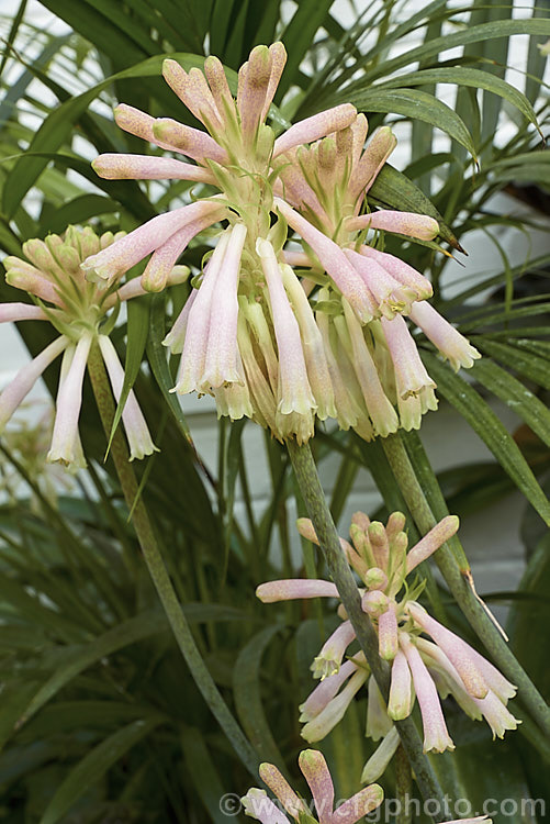 Cape. Hyacinth (<i>Veltheimia capensis [syn. Veltheimia glauca]), a winter- to spring- flowering bulb native to the southwest Cape region of South Africa. The flower stems are up to 45cm high. veltheimia-3383htm'>Veltheimia.