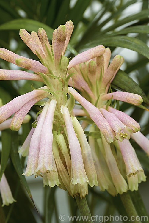 Cape. Hyacinth (<i>Veltheimia capensis [syn. Veltheimia glauca]), a winter- to spring- flowering bulb native to the southwest Cape region of South Africa. The flower stems are up to 45cm high. veltheimia-3383htm'>Veltheimia.