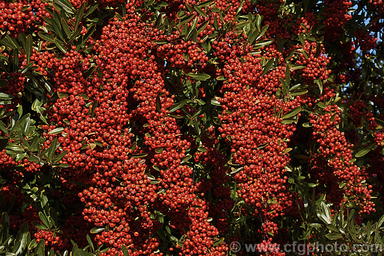 Pyracantha 'Brilliant', a vivid red-fruited firethorn cultivar, probably a Pyracantha coccinea x Pyracantha rogersiana hybrid It develops into a shrub up to 35m tall and wide and the abundant fruit often lasts well into winter. This photo was taken around a month after the winter solstice