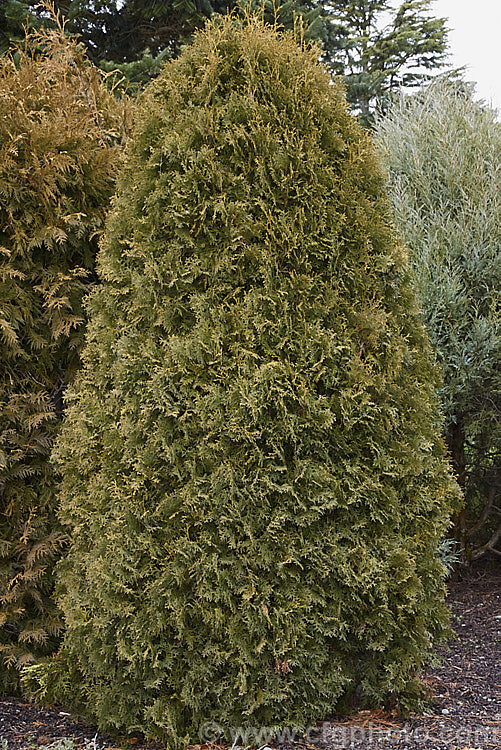 The bronze winter foliage of Thuja occidentalis 'Fastigiata', a columnar to pyramidal cultivar of an eastern North American coniferous tree 'Fastigiata' grows to around 7m tall, is among the most widely planted. Thuja cultivars and is often used as hedging or for lining drives and walks. Order: Pinales, Family: Cupressaceae