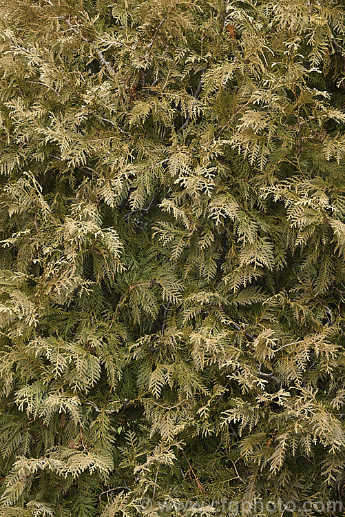 The golden bronze winter foliage of Thuja occidentalis 'Columbia'. Sometimes known as the Silvertip. Arborvitae, this pyramidal cultivar of an eastern North American coniferous tree grows to about 25m high. Order: Pinales, Family: Cupressaceae