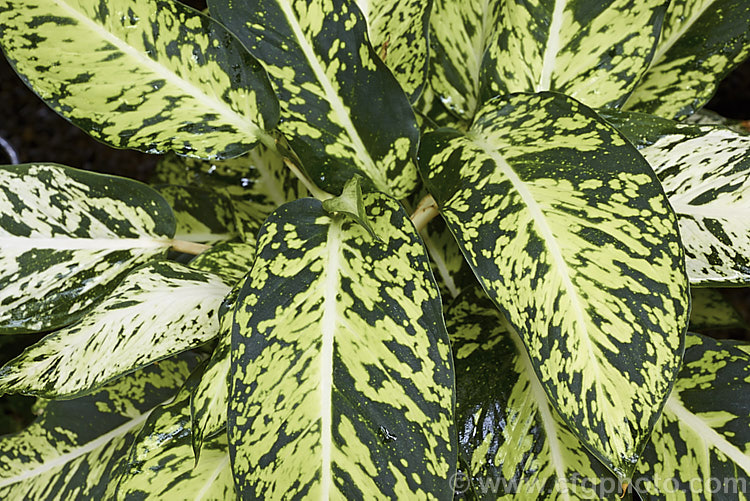 Dieffenbachia 'Sparkles', a strongly variegated hybrid raised in the early 1990s as part of a foliage plant breeding programme by the University of Florida's Agricultural. Research and Education. Center at Apopka, Florida, USA 'Sparkles' is said to have a complicated parentage involving some 20 parent plants over several generations. It is notable for its bold variegation pattern and pale leaf midrib. dieffenbachia-2146htm'>Dieffenbachia.