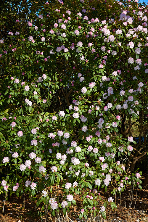 <i>Rhododendron</i> 'Christmas Cheer' (<i>Rhododendron caucasicum</i> x unknown</i>), available in several forms, sometimes under different names, this old hybrid is among the first rhododendrons to flower - in late winter to early spring. It is consequently rather prone to having its flowers damaged or destroyed by frost, though the plant itself is very hardy. Order: Ericales, Family: Ericaceae