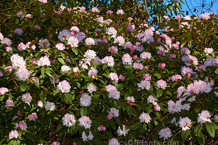 <i>Rhododendron</i> 'Christmas Cheer' (<i>Rhododendron caucasicum</i> x unknown</i>), available in several forms, sometimes under different names, this old hybrid is among the first rhododendrons to flower - in late winter to early spring. It is consequently rather prone to having its flowers damaged or destroyed by frost, though the plant itself is very hardy. Order: Ericales, Family: Ericaceae