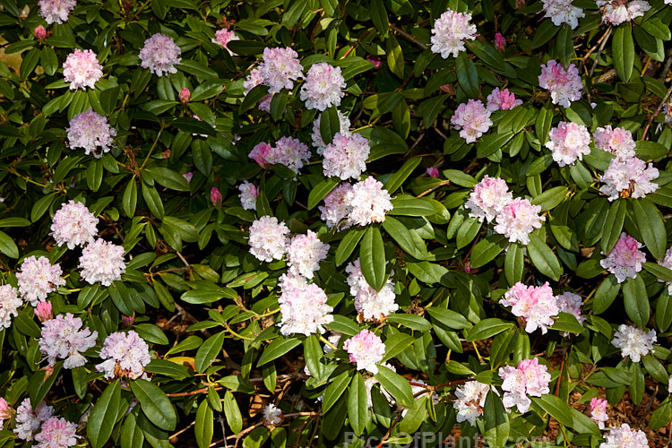 <i>Rhododendron</i> 'Christmas Cheer' (<i>Rhododendron caucasicum</i> x unknown</i>), available in several forms, sometimes under different names, this old hybrid is among the first rhododendrons to flower - in late winter to early spring. It is consequently rather prone to having its flowers damaged or destroyed by frost, though the plant itself is very hardy. Order: Ericales, Family: Ericaceae