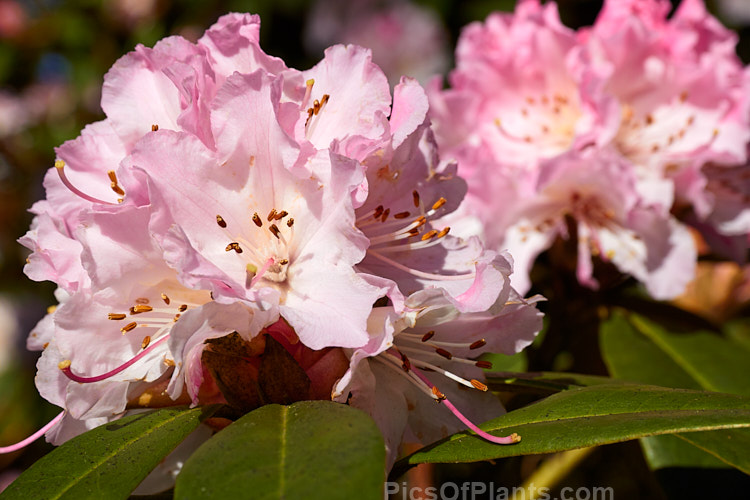 <i>Rhododendron</i> 'Christmas Cheer' (<i>Rhododendron caucasicum</i> x unknown</i>), available in several forms, sometimes under different names, this old hybrid is among the first rhododendrons to flower - in late winter to early spring. It is consequently rather prone to having its flowers damaged or destroyed by frost, though the plant itself is very hardy. Order: Ericales, Family: Ericaceae