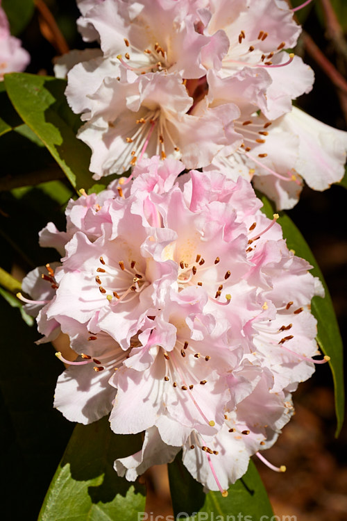 <i>Rhododendron</i> 'Christmas Cheer' (<i>Rhododendron caucasicum</i> x unknown</i>), available in several forms, sometimes under different names, this old hybrid is among the first rhododendrons to flower - in late winter to early spring. It is consequently rather prone to having its flowers damaged or destroyed by frost, though the plant itself is very hardy. Order: Ericales, Family: Ericaceae