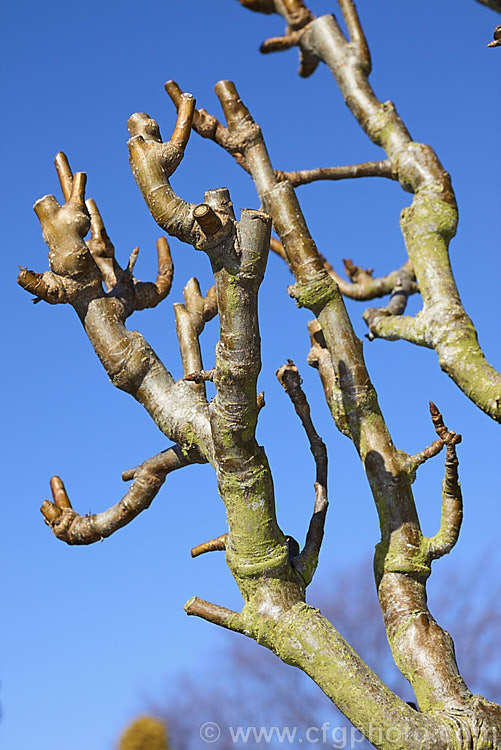 Pyrus communis 'Conference' in winter, pruned back to fruiting spurs. This bell-shaped, fairly narrow-necked pear that originated in 1885 in Britain, where it is the most popular cultivar. It is largely self-fertile, keeps well and has an excellent flavour. Order: Rosales, Family: Rosaceae