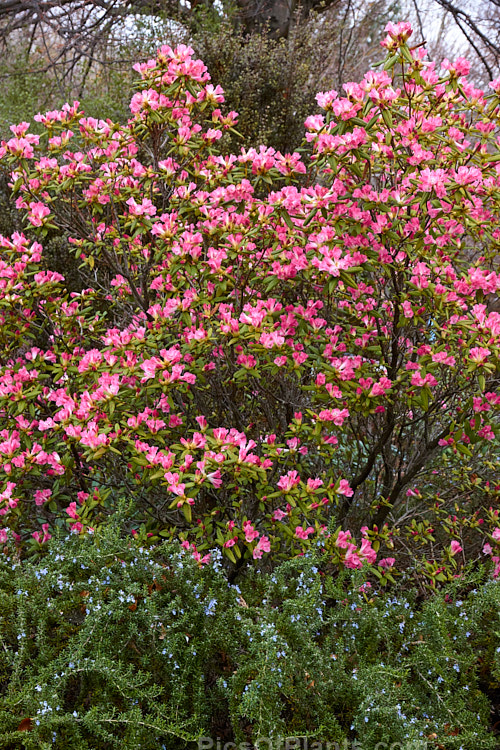 Rhododendron 'Seta' (<i>Rhododendron spinuliferum</i> x <i>Rhododendron moupinense</i>), a very early-flowering, spreading, 1-2m tall cultivar introduced by Aberconway of Wales in 1933. Order: Ericales, Family: Ericaceae