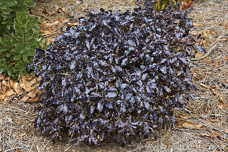 Pittosporum tenuifolium 'Tom. Thumb', a dwarf, bronze-purple-foliaged cultivar introduced in the early 1960s. It stays as a compact mound like this (at around 35cm high</i>) for some time but with age will grow to around 1m high and wide. Order: Apiales, Family: Pittosporaceae