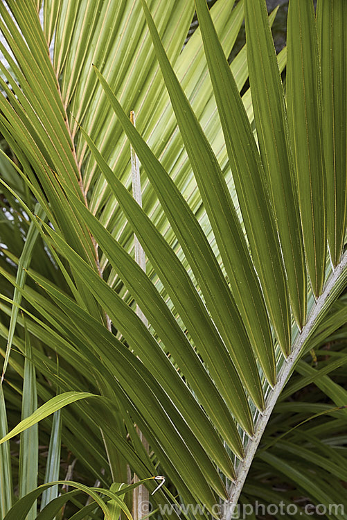 Fronds of a young Nikau Palm or Shaving Brush Palm (<i>Rhopalostylis sapida</i>), a New Zealand feather palm also found at 44S in the Chatham Islands, making it the southernmost palm
