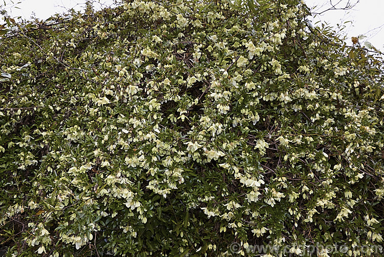 <i>Clematis cirrhosa</i>, a small-flowered, winter to spring blooming, evergreen climber native to southern Europe. The more commonly grown. <i>Clematis cirrhosa</i> var.<i>balearica</i> differs in that its flowers are purple-spotted inside.