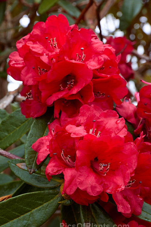 <i>Rhododendron arboreum</i>, an early-flowering, tree-like species widespread in the Himalayas and Southeast Asia. It has been very influential in the development of red-flowered hybrids. The flowers are usually deep red, but there are several natural varieties that vary in flower colour and growth habit. The degree of glossiness and darkness of the foliage also varies. Order: Ericales, Family: Ericaceae