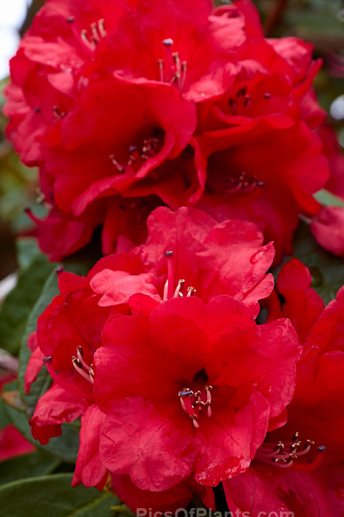 <i>Rhododendron arboreum</i>, an early-flowering, tree-like species widespread in the Himalayas and Southeast Asia. It has been very influential in the development of red-flowered hybrids. The flowers are usually deep red, but there are several natural varieties that vary in flower colour and growth habit. The degree of glossiness and darkness of the foliage also varies. Order: Ericales, Family: Ericaceae
