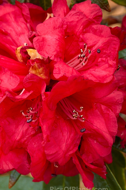 <i>Rhododendron arboreum</i>, an early-flowering, tree-like species widespread in the Himalayas and Southeast Asia. It has been very influential in the development of red-flowered hybrids. The flowers are usually deep red, but there are several natural varieties that vary in flower colour and growth habit. The degree of glossiness and darkness of the foliage also varies. Order: Ericales, Family: Ericaceae