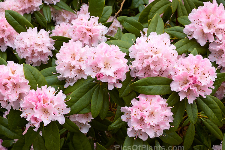 <i>Rhododendron</i> 'Christmas Cheer' (<i>Rhododendron caucasicum</i> x unknown</i>), available in several forms, sometimes under different names, this old hybrid is among the first rhododendrons to flower - in late winter to early spring. It is consequently rather prone to having its flowers damaged or destroyed by frost, though the plant itself is very hardy. Order: Ericales, Family: Ericaceae