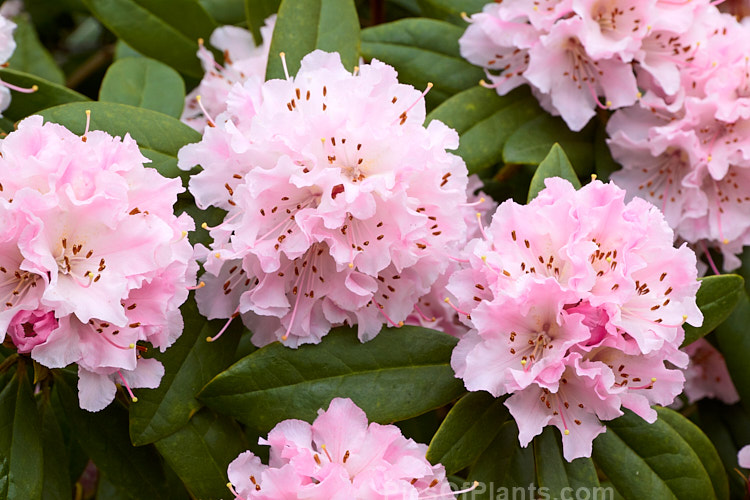 <i>Rhododendron</i> 'Christmas Cheer' (<i>Rhododendron caucasicum</i> x unknown</i>), available in several forms, sometimes under different names, this old hybrid is among the first rhododendrons to flower - in late winter to early spring. It is consequently rather prone to having its flowers damaged or destroyed by frost, though the plant itself is very hardy. Order: Ericales, Family: Ericaceae
