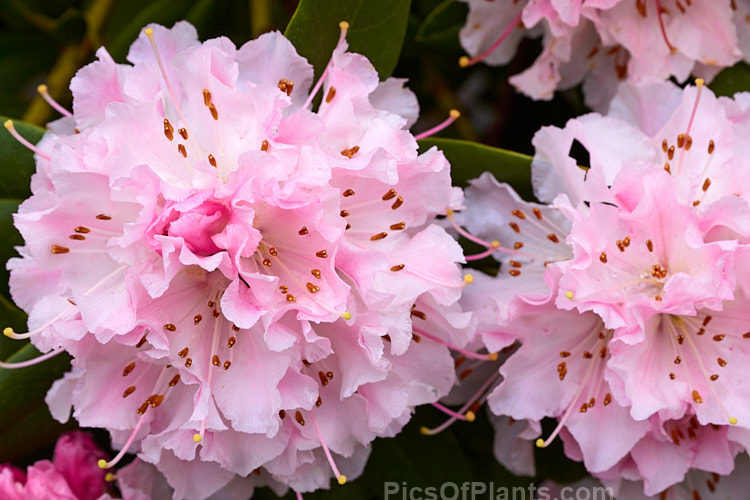 <i>Rhododendron</i> 'Christmas Cheer' (<i>Rhododendron caucasicum</i> x unknown</i>), available in several forms, sometimes under different names, this old hybrid is among the first rhododendrons to flower - in late winter to early spring. It is consequently rather prone to having its flowers damaged or destroyed by frost, though the plant itself is very hardy. Order: Ericales, Family: Ericaceae