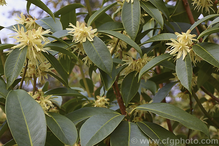 Star Anise, Chinese Star Anise or Star Aniseed (<i>Illicium verum</i>), an early spring-flowering evergreen shrub or tree to 15m tall. It occurs naturally in southern China and the highlands of Vietnam. The dried seed capsules, which are starry in shape, are widely used as a spice in Asia, especially as an ingredient in the traditional five-spice powder, and it has also become widely popular as an aniseed substitute. It also has a range of medicinal drugs, including the manufacture of anti-influenza drugs. Star Anise is also an attractive garden specimen and is quite easily grown. The flowers are pleasantly fragrant. It should not be confused with the more commonly seen Japanese Star Anise (<i>Illicium anisatum</i>), which is highly toxic. illicium-2449htm'>Illicium. <a href='schisandraceae-plant-family-photoshtml'>Schisandraceae</a>.