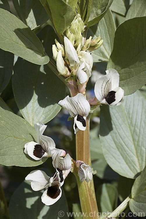 The flowers of the Broad. Bean or Faba. Bean (<i>Vicia faba</i>), a starchy bean native to North Africa and southwest Asia. It is usually planted in autumn, flowers in spring and fruits in late spring-early summer. vicia-3388htm'>Vicia.