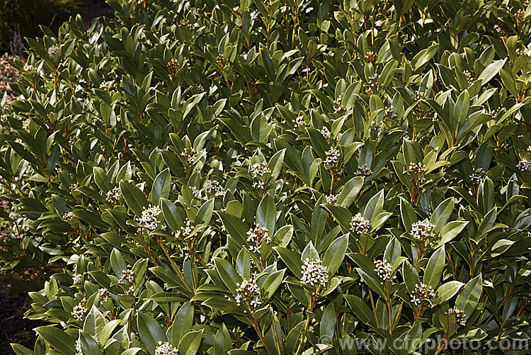 Skimmia japonica 'Nymans' in flower in early spring 'Nymans' is a compact, heavy-flowering and fruiting female cultivar of an evergreen shrub from China and Japan. It is not self-fertile and requires a male plant for pollination