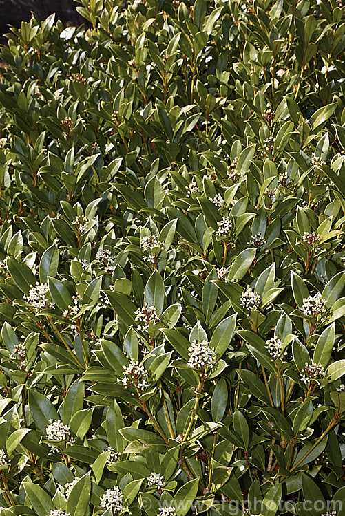 Skimmia japonica 'Nymans' in flower in early spring 'Nymans' is a compact, heavy-flowering and fruiting female cultivar of an evergreen shrub from China and Japan. It is not self-fertile and requires a male plant for pollination