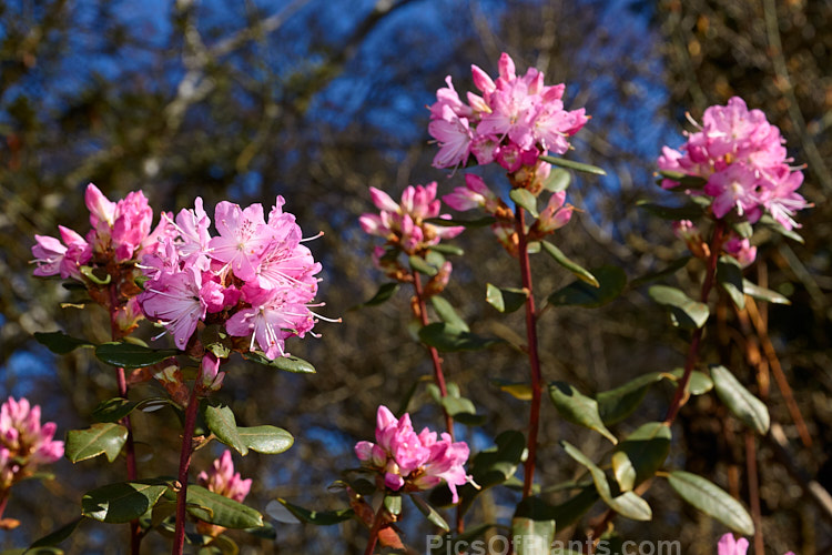 <i>Rhododendron racemosum</i> 'Rock Rose', a cultivar of an evergreen, upright, twiggy shrub that can grow to a 5m tall. The species from is found in Yunnan and Szechwan, China, where it occurs in alpine conditions at altitudes between 1800-4500m. It flowers in early spring. 'Rock Rose' differs from the species in having flowers that are a brighter, clearer pink, rather than lavender-pink. It is also usually compact. Order: Ericales, Family: Ericaceae
