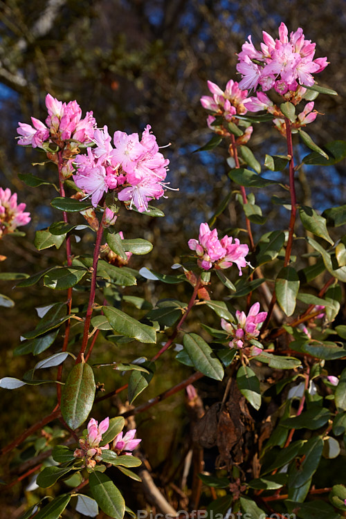 <i>Rhododendron racemosum</i> 'Rock Rose', a cultivar of an evergreen, upright, twiggy shrub that can grow to a 5m tall. The species from is found in Yunnan and Szechwan, China, where it occurs in alpine conditions at altitudes between 1800-4500m. It flowers in early spring. 'Rock Rose' differs from the species in having flowers that are a brighter, clearer pink, rather than lavender-pink. It is also usually compact. Order: Ericales, Family: Ericaceae