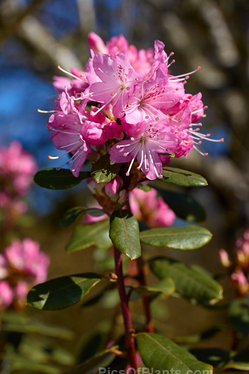 <i>Rhododendron racemosum</i> 'Rock Rose', a cultivar of an evergreen, upright, twiggy shrub that can grow to a 5m tall. The species from is found in Yunnan and Szechwan, China, where it occurs in alpine conditions at altitudes between 1800-4500m. It flowers in early spring. 'Rock Rose' differs from the species in having flowers that are a brighter, clearer pink, rather than lavender-pink. It is also usually compact. Order: Ericales, Family: Ericaceae