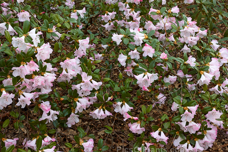 Rhododendron 'Cilpinense' (<i>Rhododendron ciliatum</i> x <i>Rhododendron moupinense</i>), an early-flowering, spreading, 1m tall hybrid raised by Aberconway of Wales in 1927. Its attractive bell-shaped flowers can be very abundant in good years. Order: Ericales, Family: Ericaceae