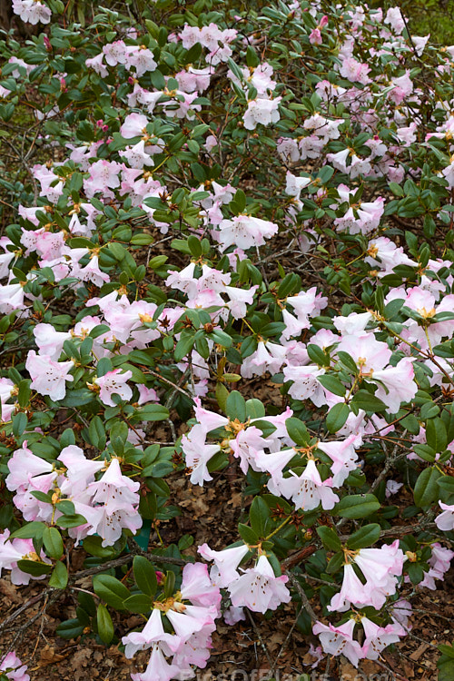 Rhododendron 'Cilpinense' (<i>Rhododendron ciliatum</i> x <i>Rhododendron moupinense</i>), an early-flowering, spreading, 1m tall hybrid raised by Aberconway of Wales in 1927. Its attractive bell-shaped flowers can be very abundant in good years. Order: Ericales, Family: Ericaceae