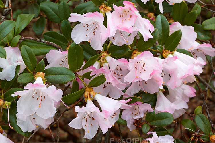 Rhododendron 'Cilpinense' (<i>Rhododendron ciliatum</i> x <i>Rhododendron moupinense</i>), an early-flowering, spreading, 1m tall hybrid raised by Aberconway of Wales in 1927. Its attractive bell-shaped flowers can be very abundant in good years. Order: Ericales, Family: Ericaceae