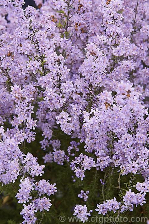 Bitter Bush (<i>Selago canescens</i>), a woody, evergreen, winter- to spring-flowering subshrub or shrub native to the Fynbos region of South Africa. It grows to around 1m x 15m wide high and wide and is often smothered in bloom. selago-3302htm'>Selago. <a href='scrophulariaceae-plant-family-photoshtml'>Scrophulariaceae</a>.