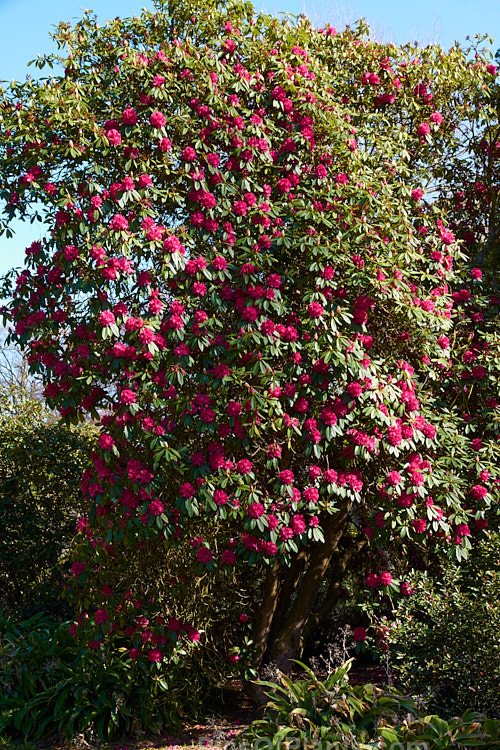 <i>Rhododendron</i> 'Unknown Warrior' ('Queen Wilhelmina' x 'Stanley Davies'), a vigorous 4-5m high shrub raised by C.B. van Nes of Holland before 1922. It flowers mid-season and with age it will eventually become tree-like Order: Ericales, Family: Ericaceae