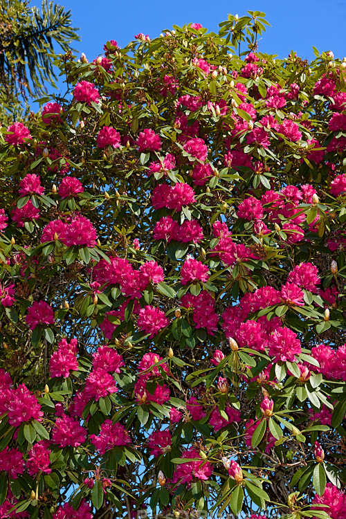 <i>Rhododendron</i> 'Unknown Warrior' ('Queen Wilhelmina' x 'Stanley Davies'), a vigorous 4-5m high shrub raised by C.B. van Nes of Holland before 1922. It flowers mid-season and with age it will eventually become tree-like Order: Ericales, Family: Ericaceae