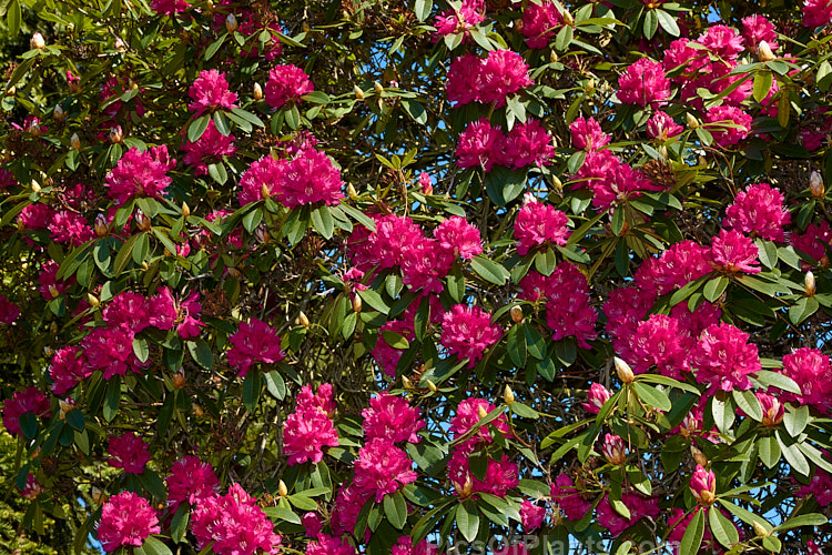 <i>Rhododendron</i> 'Unknown Warrior' ('Queen Wilhelmina' x 'Stanley Davies'), a vigorous 4-5m high shrub raised by C.B. van Nes of Holland before 1922. It flowers mid-season and with age it will eventually become tree-like Order: Ericales, Family: Ericaceae