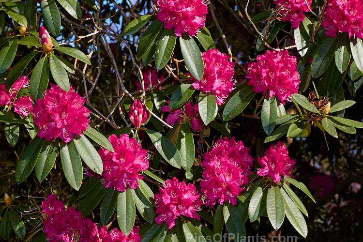 <i>Rhododendron</i> 'Unknown Warrior' ('Queen Wilhelmina' x 'Stanley Davies'), a vigorous 4-5m high shrub raised by C.B. van Nes of Holland before 1922. It flowers mid-season and with age it will eventually become tree-like Order: Ericales, Family: Ericaceae