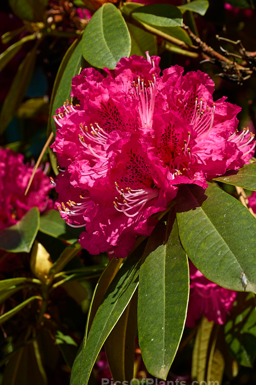 <i>Rhododendron</i> 'Unknown Warrior' ('Queen Wilhelmina' x 'Stanley Davies'), a vigorous 4-5m high shrub raised by C.B. van Nes of Holland before 1922. It flowers mid-season and with age it will eventually become tree-like Order: Ericales, Family: Ericaceae