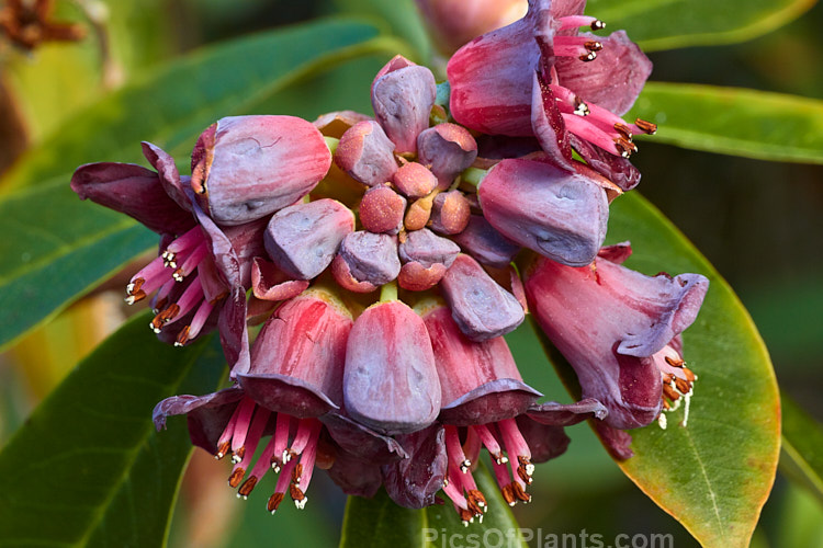 Plum-flowered Rhododendron (<i>Rhododendron pruniflorum</i>), an open, often rather leggy 1-1.5m high shrub found in northern Burma and nearby parts of India at elevations up to 3000m. The leaves have a slight blue tinge and the undersides have a coating fine, pale scales. As the name suggests, the small, waxy flowers are an unusual plum-purple-red shade. Order: Ericales, Family: Ericaceae