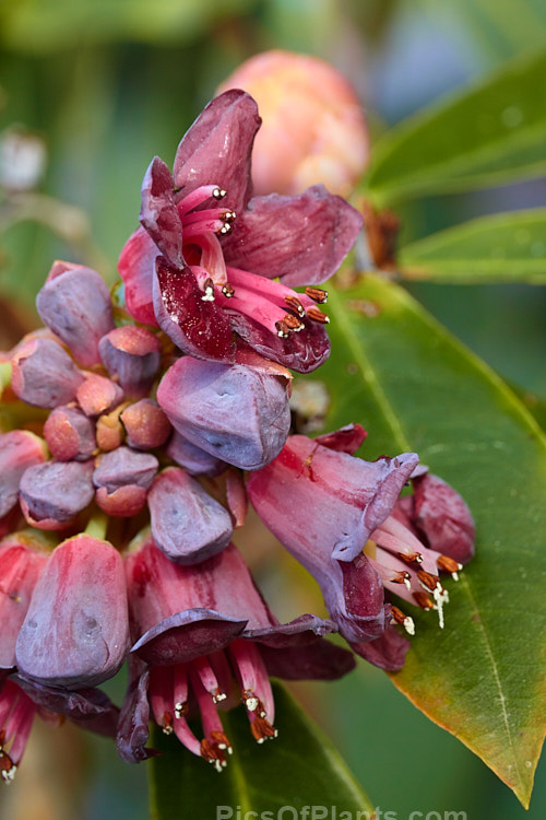 Plum-flowered Rhododendron (<i>Rhododendron pruniflorum</i>), an open, often rather leggy 1-1.5m high shrub found in northern Burma and nearby parts of India at elevations up to 3000m. The leaves have a slight blue tinge and the undersides have a coating fine, pale scales. As the name suggests, the small, waxy flowers are an unusual plum-purple-red shade. Order: Ericales, Family: Ericaceae