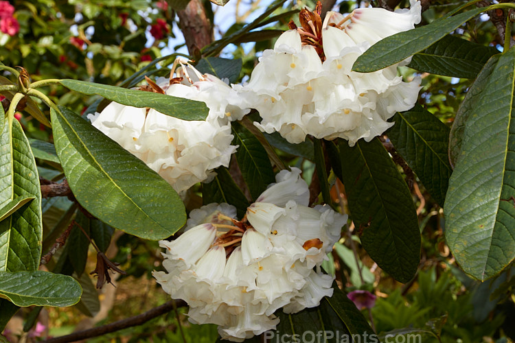 <i>Rhododendron grande</i>, one of the Grandia series of large-leaved species, this evergreen shrub or small tree can grow to 10m tall and has heavily veined leaves up to 30cm long. The flower trusses, pink in bud opening pale cream to white with a deep purple-red base inside around the nectaries, are made up of up to 25 flowers each of which can reach 50mm long. It is native to northern India, Nepal and neighbouring parts of China. Order: Ericales, Family: Ericaceae